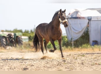 Andaluces, Caballo castrado, 7 años, 159 cm, Morcillo