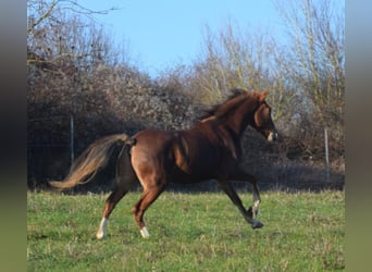 Andaluces, Caballo castrado, 7 años, 160 cm, Alazán