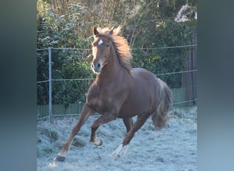 Andaluces, Caballo castrado, 7 años, 160 cm, Alazán