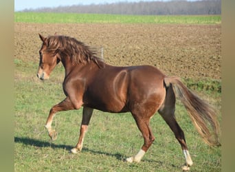 Andaluces, Caballo castrado, 7 años, 160 cm, Alazán