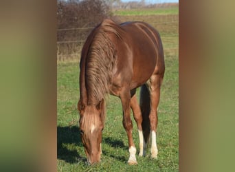 Andaluces, Caballo castrado, 7 años, 160 cm, Alazán