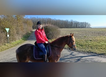 Andaluces, Caballo castrado, 7 años, 160 cm, Alazán