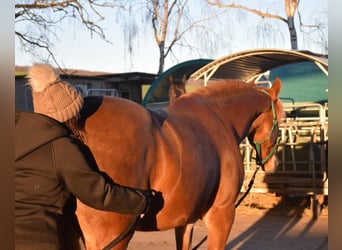 Andaluces, Caballo castrado, 7 años, 160 cm, Alazán
