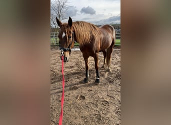 Andaluces, Caballo castrado, 7 años, 160 cm, Alazán