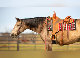 Andaluces Mestizo, Caballo castrado, 7 años, 160 cm, Buckskin/Bayo