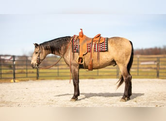 Andaluces Mestizo, Caballo castrado, 7 años, 160 cm, Buckskin/Bayo