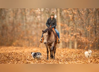 Andaluces Mestizo, Caballo castrado, 7 años, 160 cm, Buckskin/Bayo