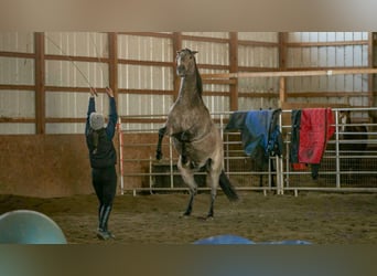 Andaluces Mestizo, Caballo castrado, 7 años, 160 cm, Buckskin/Bayo