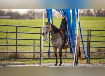 Andaluces Mestizo, Caballo castrado, 7 años, 160 cm, Buckskin/Bayo