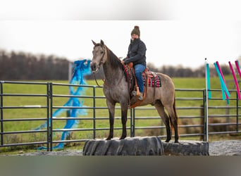 Andaluces Mestizo, Caballo castrado, 7 años, 160 cm, Buckskin/Bayo