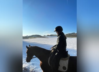 Andaluces, Caballo castrado, 7 años, 160 cm, Castaño