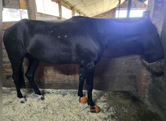 Andaluces Mestizo, Caballo castrado, 7 años, 160 cm, Negro