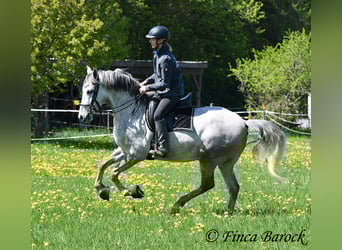Andaluces, Caballo castrado, 7 años, 160 cm, Tordo