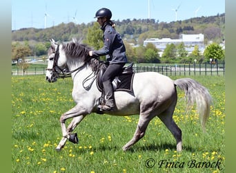 Andaluces, Caballo castrado, 7 años, 160 cm, Tordo