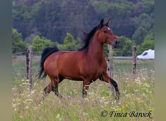 Andaluces, Caballo castrado, 7 años, 163 cm, Castaño
