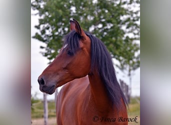 Andaluces, Caballo castrado, 7 años, 163 cm, Castaño
