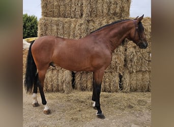 Andaluces, Caballo castrado, 7 años, 163 cm, Castaño rojizo