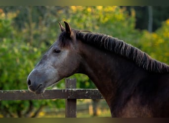 Andaluces, Caballo castrado, 7 años, 163 cm, Tordillo negro