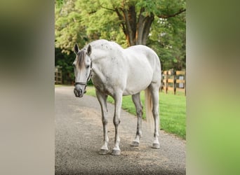 Andaluces, Caballo castrado, 7 años, 163 cm, Tordo