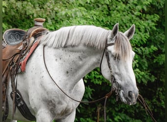 Andaluces, Caballo castrado, 7 años, 163 cm, Tordo
