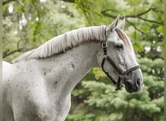 Andaluces, Caballo castrado, 7 años, 163 cm, Tordo