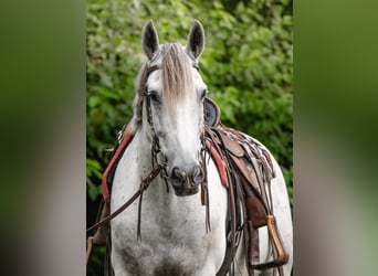 Andaluces, Caballo castrado, 7 años, 163 cm, Tordo