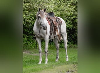 Andaluces, Caballo castrado, 7 años, 163 cm, Tordo