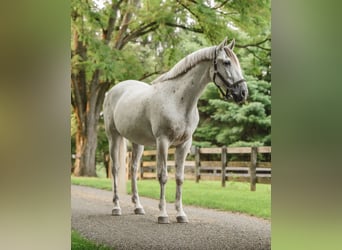 Andaluces, Caballo castrado, 7 años, 163 cm, Tordo