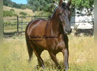 Andaluces, Caballo castrado, 7 años, 164 cm, Castaño oscuro