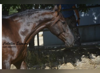 Andaluces, Caballo castrado, 7 años, 164 cm, Castaño oscuro