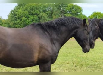 Andaluces, Caballo castrado, 7 años, 164 cm, Negro