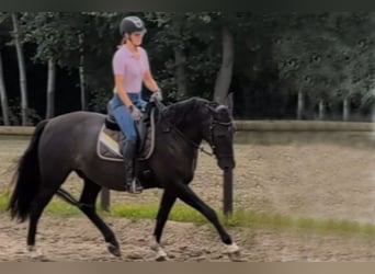 Andaluces, Caballo castrado, 7 años, 164 cm, Negro