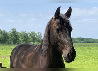 Andaluces, Caballo castrado, 7 años, 164 cm, Negro