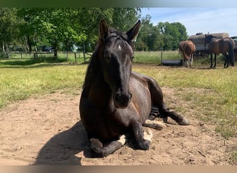 Andaluces, Caballo castrado, 7 años, 164 cm, Negro
