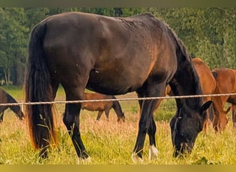 Andaluces, Caballo castrado, 7 años, 164 cm, Negro