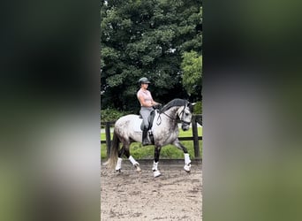 Andaluces, Caballo castrado, 7 años, 164 cm, Tordo