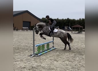 Andaluces, Caballo castrado, 7 años, 164 cm, Tordo