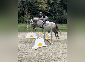 Andaluces, Caballo castrado, 7 años, 164 cm, Tordo