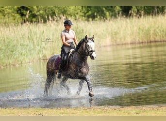 Andaluces, Caballo castrado, 7 años, 164 cm, Tordo