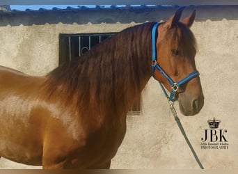 Andaluces, Caballo castrado, 7 años, 165 cm, Alazán-tostado