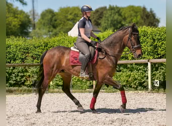 Andaluces, Caballo castrado, 7 años, 165 cm, Castaño