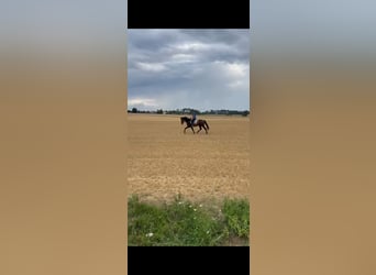 Andaluces, Caballo castrado, 7 años, 165 cm, Castaño
