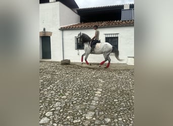 Andaluces, Caballo castrado, 7 años, 165 cm, Tordo