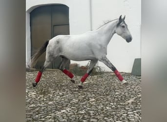 Andaluces, Caballo castrado, 7 años, 165 cm, Tordo