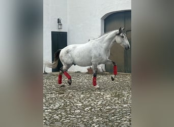 Andaluces, Caballo castrado, 7 años, 165 cm, Tordo