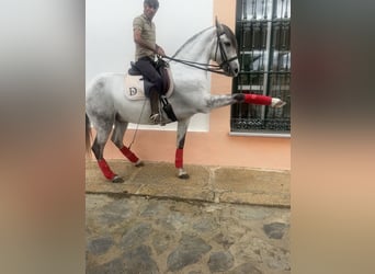 Andaluces, Caballo castrado, 7 años, 165 cm, Tordo