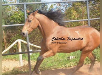 Andaluces, Caballo castrado, 7 años, 167 cm, Bayo