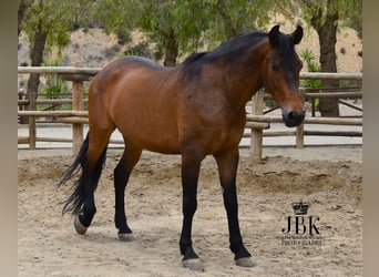 Andaluces, Caballo castrado, 7 años, 167 cm, Castaño