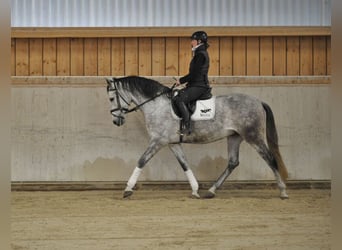 Andaluces, Caballo castrado, 7 años, 167 cm, Tordo rodado