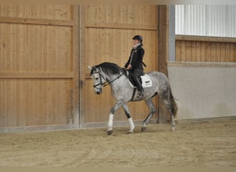 Andaluces, Caballo castrado, 7 años, 167 cm, Tordo rodado